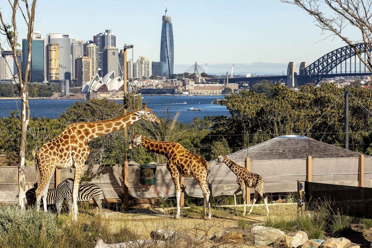 Sydney Zoo de Taronga y Pase Hopper del Puerto de Sídney de 24 ó 48 horas