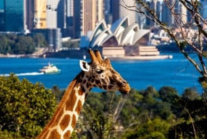 Sydney Zoo de Taronga y Pase Hopper del Puerto de Sídney de 24 ó 48 horas