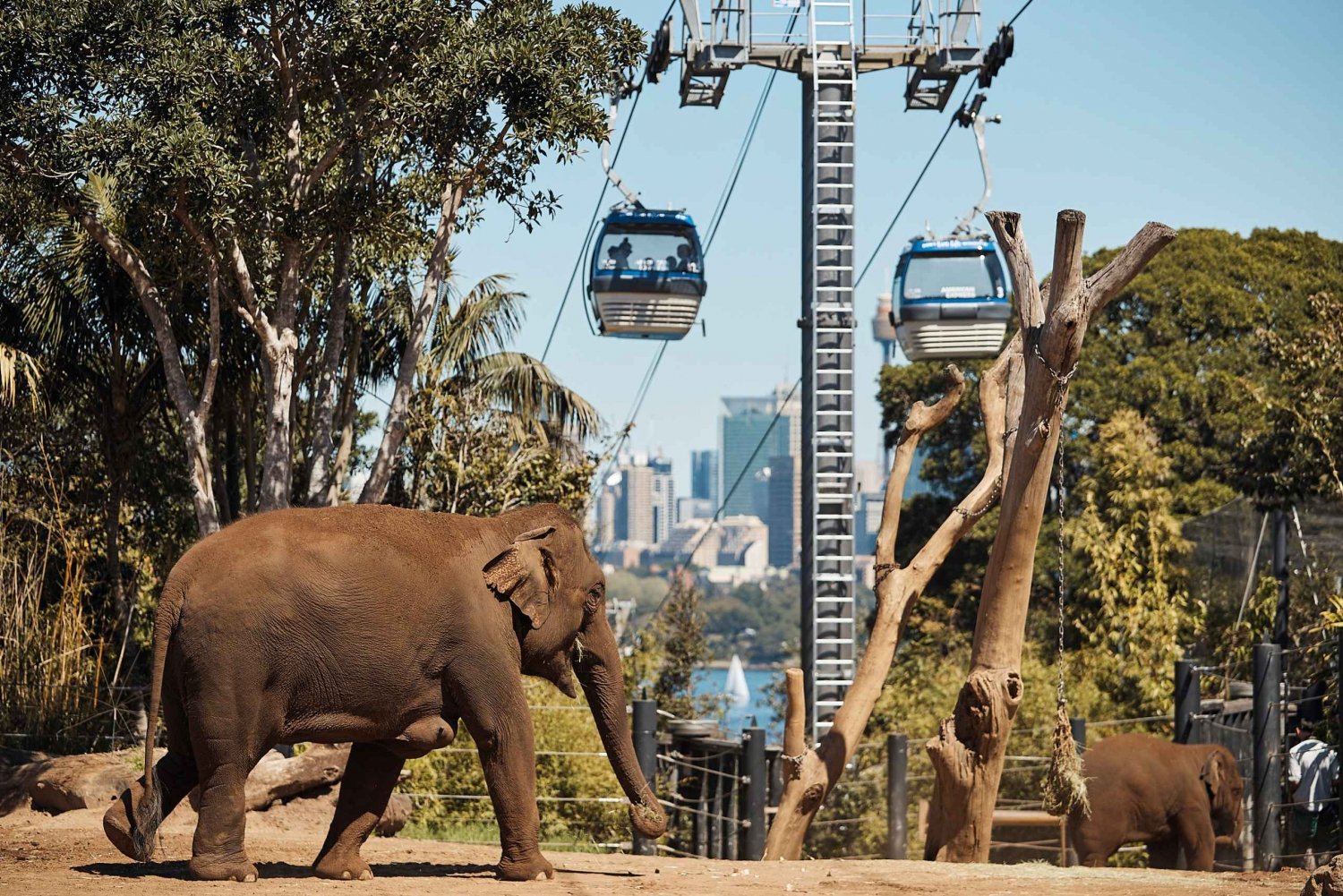 Sydney: Taronga Zoo Ticket with Return Ferry