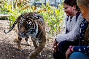 Sydney: Tarongan eläintarhan lippu ja paluulautta