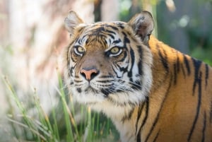 Sydney: Taronga Zoo-billett med ferge tur-retur