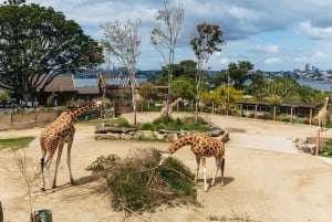 Entrébiljett för hel dag på Taronga Zoo