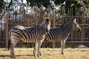 Sydney: Billetter til Taronga Zoo