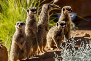 Sídney: entradas para el zoológico Taronga