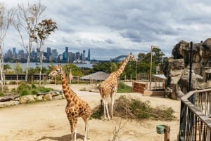 Sydney: Entrébiljett för hel dag på Taronga Zoo