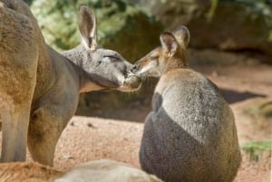 Sydney: Ingresso para o Zoológico de Taronga