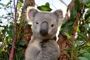 Sydney: Ultieme stadspas voor 5 attracties met Skywalk