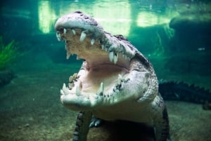 Sydney: Ultieme stadspas voor 5 attracties met Skywalk