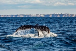 Sydney: Eventyrligt hvalsafari