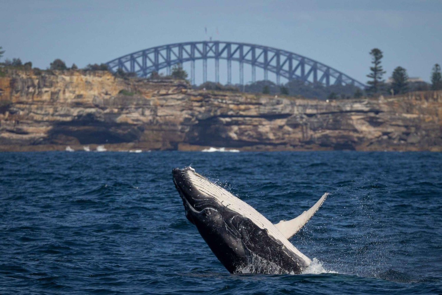 Sydney: Hvalfangstcruise og Taronga Zoo-pakke