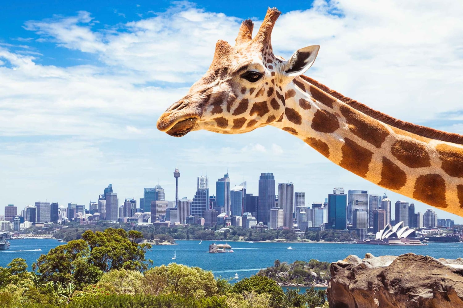 Sydney: Hvalfangstcruise og Taronga Zoo-pakke