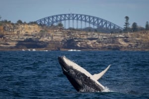 Sydney: Hvalfangstcruise og Taronga Zoo-pakke