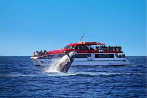 Sydney: Hvalfangstcruise og Taronga Zoo-pakke