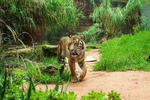 Sydney: Hvalfangstcruise og Taronga Zoo-pakke