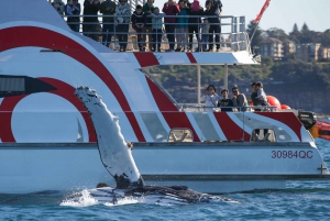 Sydney: 3-Hour Whale Watching Tour by Catamaran