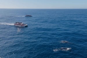 Sídney: crucero de 2,5 horas para avistar ballenas y fauna silvestre