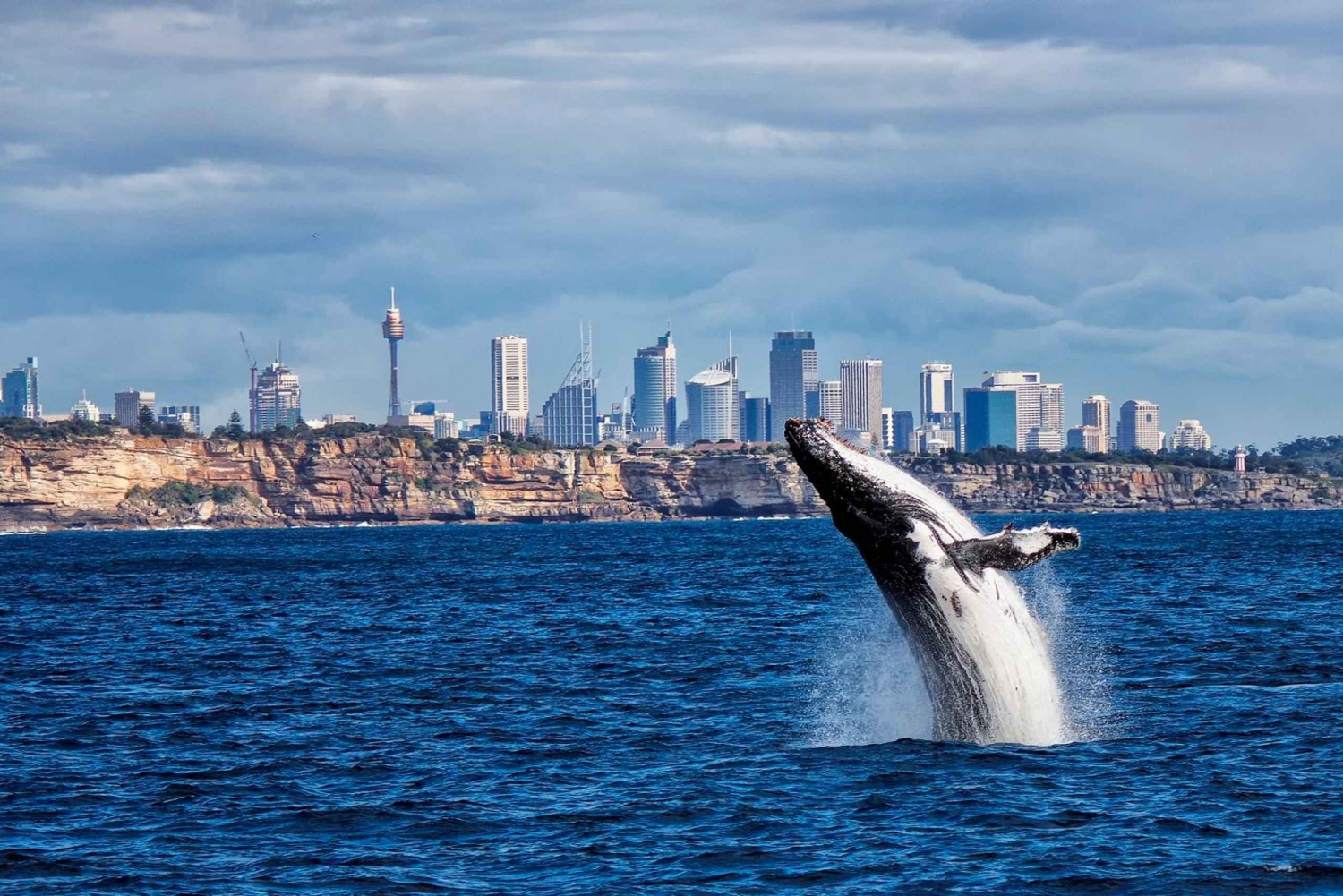 Cruise om walvissen te spotten in Sydney met ontbijt of lunch
