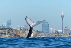 Rejs z obserwacją wielorybów w Sydney ze śniadaniem lub lunchem