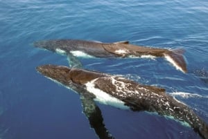 Cruzeiro de observação de baleias em Sydney com café da manhã ou almoço