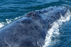 Sydney: Whale-Watching-Fahrt mit Frühstück oder Mittagessen