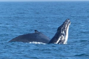 Sydney Whale Watching Cruise with Breakfast or Lunch