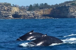 Cruzeiro de observação de baleias em Sydney com café da manhã ou almoço