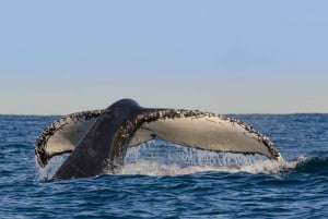 Sydney Whale Watching Cruise aamiaisella tai lounaalla