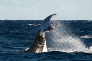 Sydney Whale Watching Cruise with Breakfast or Lunch