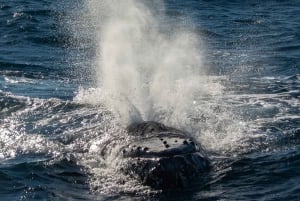 Sydney Whale Watching Cruise with Breakfast or Lunch