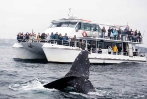 Sydney Whale Watching Cruise with Breakfast or Lunch
