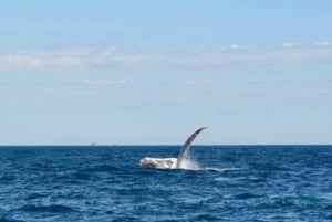 Sydney Whale Watching Cruise with Breakfast or Lunch