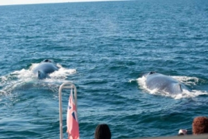 Sydney Whale Watching Cruise with Breakfast or Lunch