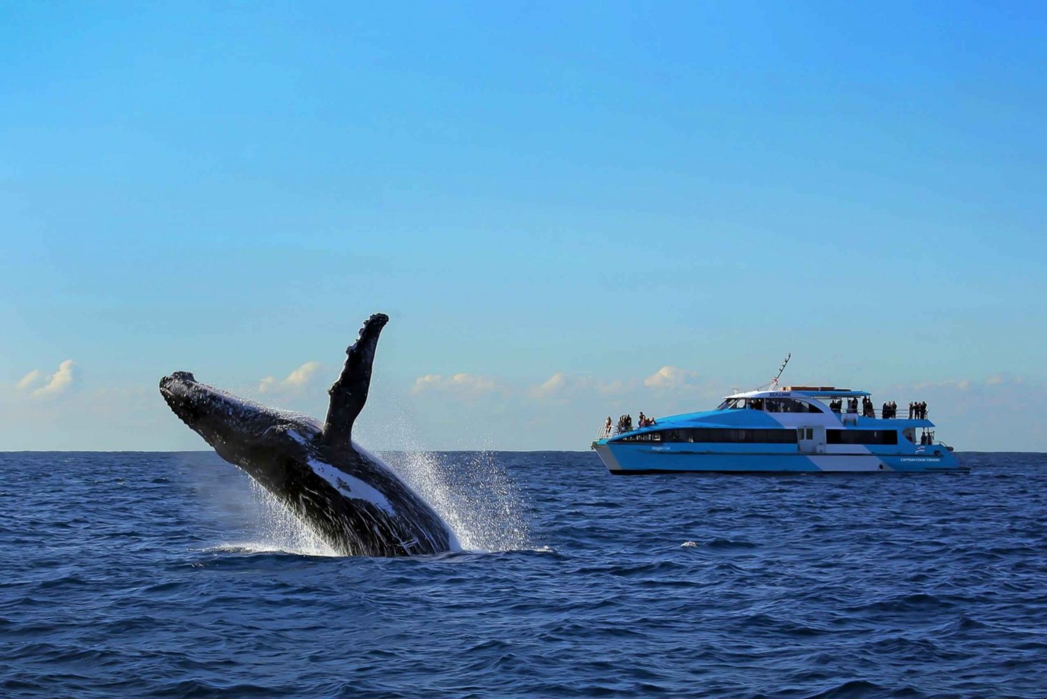 Sydney : Croisière observation des baleines