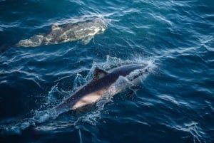 Sydney: Cruzeiro de observação de baleias