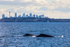 Sydney: Whale-Watching-Bootsfahrt