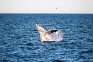 Sydney: Krydstogt med hvalsafari