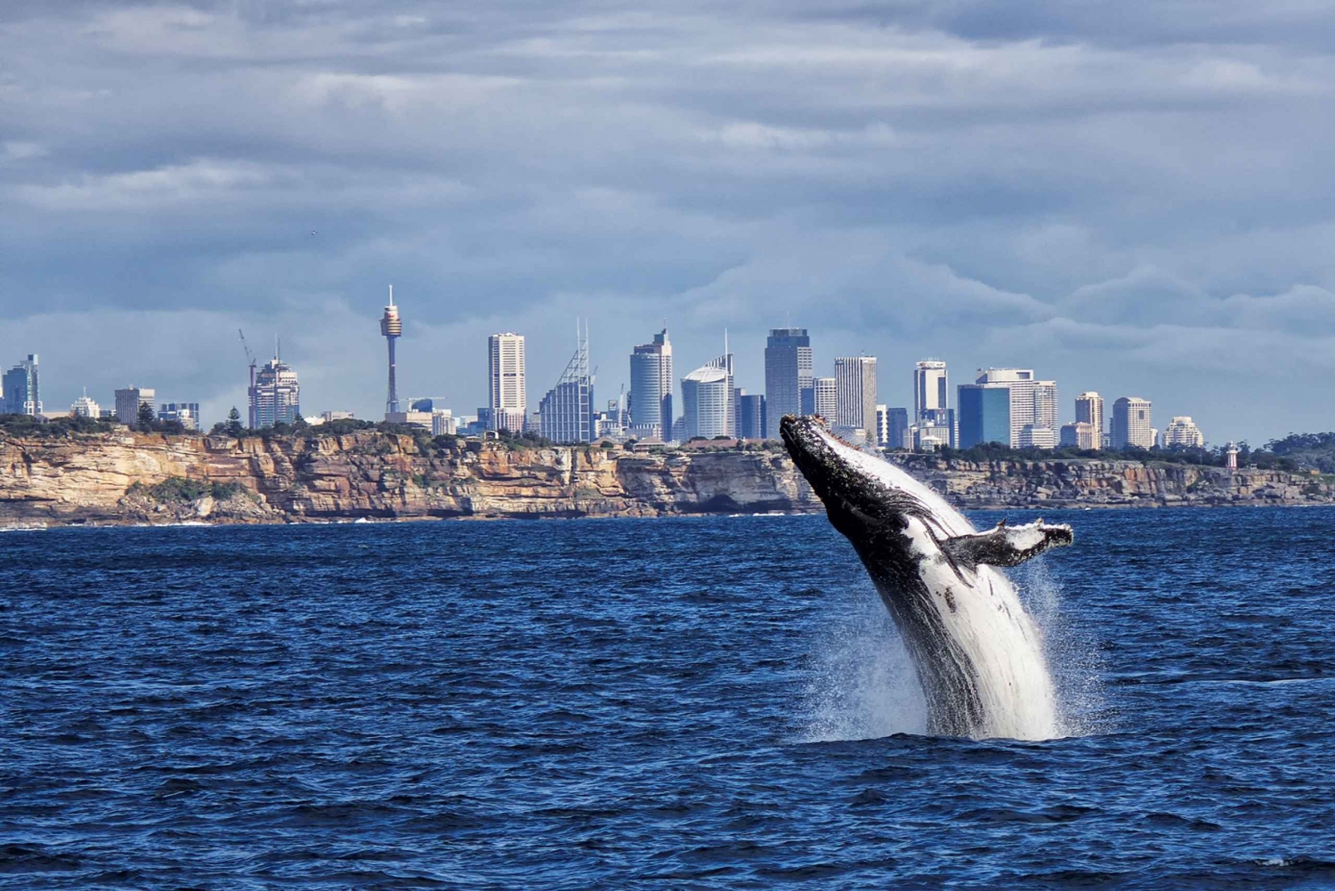 Sydney: Whale-Watching Express Cruise