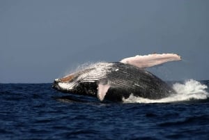Sydney: Ekspresowy rejs z obserwacją wielorybów