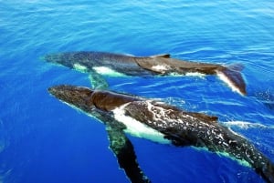 Sydney : Croisière observation des baleines express