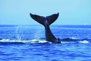 Sydney: Ekspres-krydstogt med hvalsafari