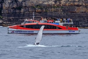 Sydney: Whale Watching & Hop On Hop Off Cruise Package