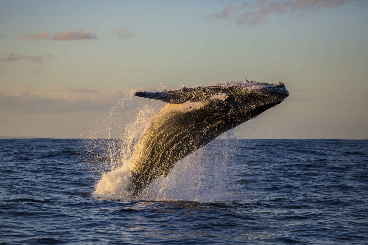 Crucero por Sídney para avistamiento de ballenas y el zoo de Taronga