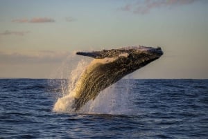Sydney Whale Watching & Taronga Zoo risteily