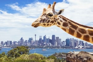 Hvalsafari i Sydney og cruise i Taronga Zoo