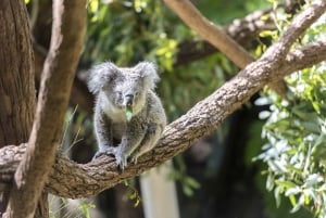 Hvalsafari i Sydney og cruise i Taronga Zoo