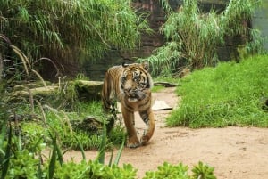 Sydney hvalsafari og Taronga Zoo-krydstogt