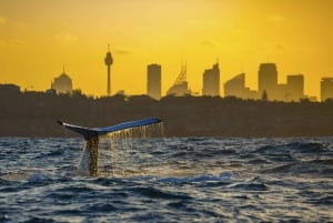 Sydney valskådning och Taronga Zoo-kryssning