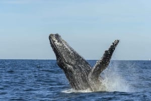 Sydney hvalsafari og Taronga Zoo-krydstogt