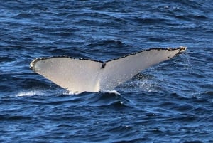 Sydney; hvalsafari