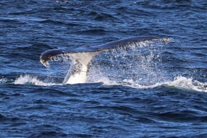 Sydney; hvalsafari
